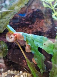 Piante Lumache Fertilizzante  Acquario Dolce