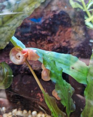 Piante Lumache Fertilizzante  Acquario Dolce