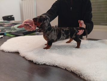 Cuccioli di bassotto