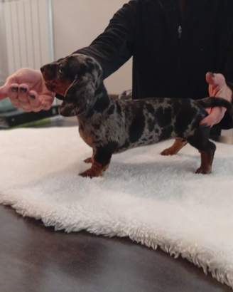 Cuccioli di bassotto