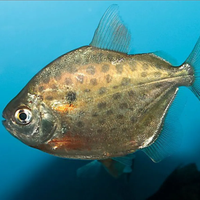 Tre grossi dollaro d argento e tricho adulto