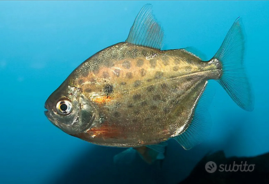 Tre grossi dollaro d argento e tricho adulto