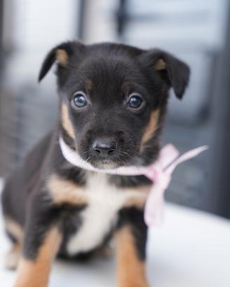 Cucciola di Border collie con occhi chiari