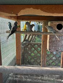 Parrocchetti dal collare pappagalli