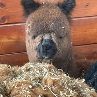 Alpaca per agriturismi