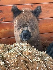 Alpaca per agriturismi