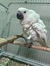 cacatua-bianco-ed-altri-pappagalli