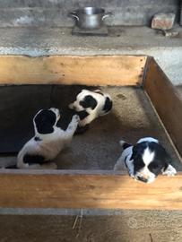 Cuccioli springer spaniel