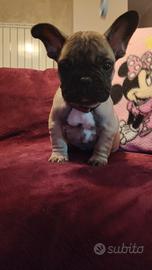 Cucciola bulldog francese