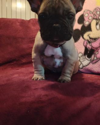 Cucciola bulldog francese