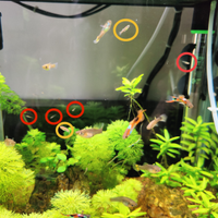 Guppy Endler (avannotti)