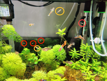 Guppy Endler (avannotti)