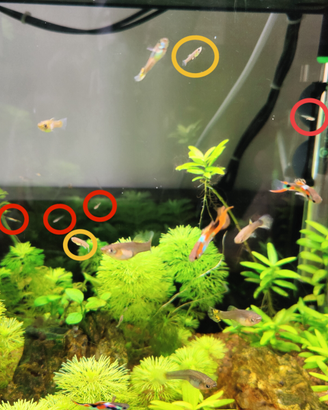 Guppy Endler (avannotti)