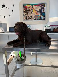 Labrador