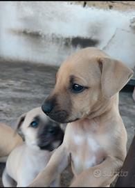 Cucciola pitbull adba