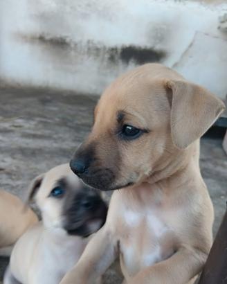 Cucciola pitbull adba