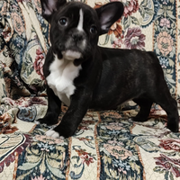 Bouldogue francese pedigree Enci