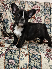 Bouldogue francese pedigree Enci