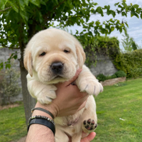 Cuccioli Labrador gialli