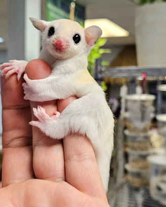 Baby Petauro Leucistico
