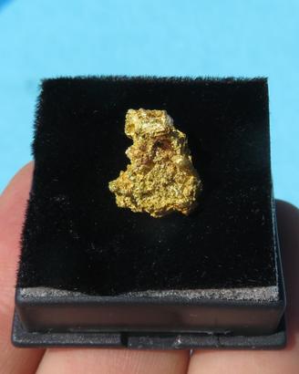 Pepita d’Oro Naturale Cristallizzata – Mt. Magnet