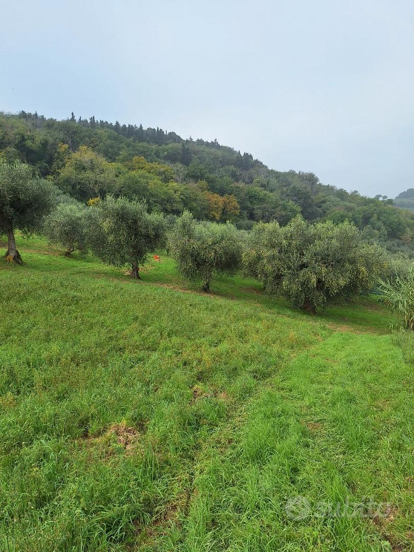 Terreno agricolo con olivi annessi - Vista 5