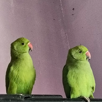 Parrocchetti dal collare