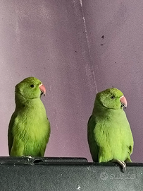 Parrocchetti dal collare