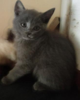 Gattini (simil) certosino
