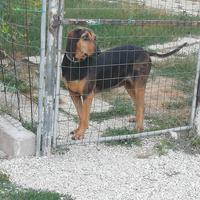 Segugio Italiano a pelo raso