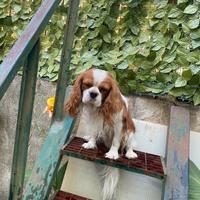 Cavalier king 2 anni