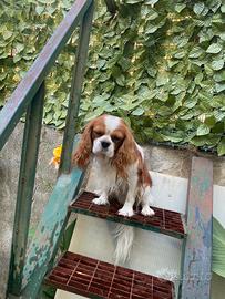 Cavalier king 2 anni