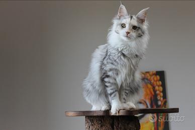 Maine Coon adulti sterilizzati