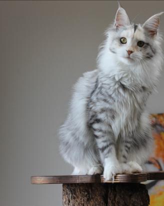 Maine Coon adulti sterilizzati