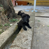 Cuccioli simil labrador
