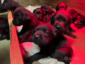 Cuccioli di Labrador Retriever