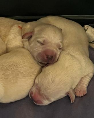 Cuccioli di Labrador Retriever biondi con Pedigree