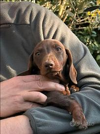 Cucciolo bassotto tedesco Pedigree