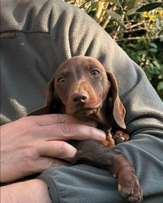 Cucciolo bassotto tedesco Pedigree