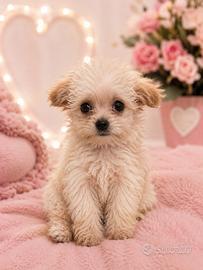 Mini Maltipoo femmina