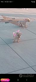 Cucciola di chiwawa