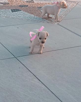 Cucciola di chiwawa