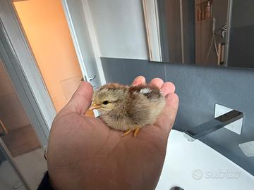 Pulcini livornese collo argento