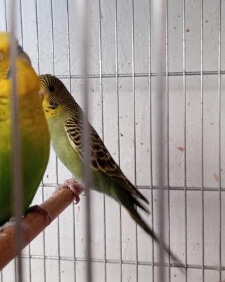 Cocorite varie mutazioni
