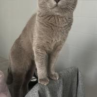 Scottish fold maschio per accoppiamento