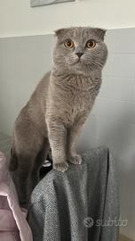 Scottish fold maschio per accoppiamento