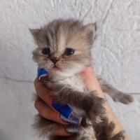 Gatti-cuccioli di persiano chinchilla'