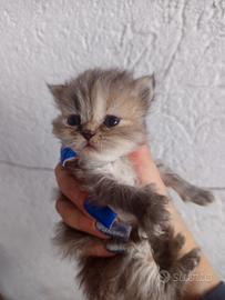 Gatti-cuccioli di persiano chinchilla'