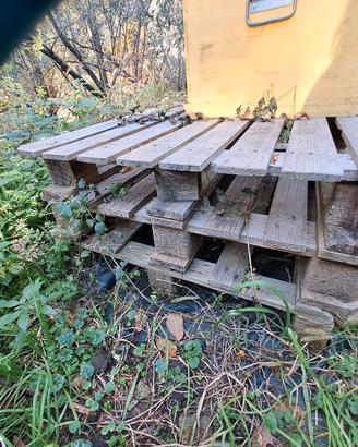  9 pallet alcuni Enpa