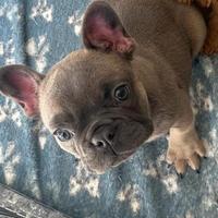 Buldog francese